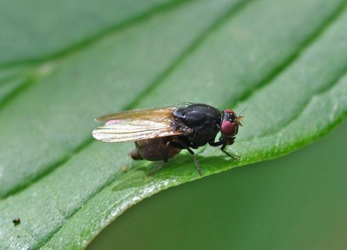 Minettia longipennis